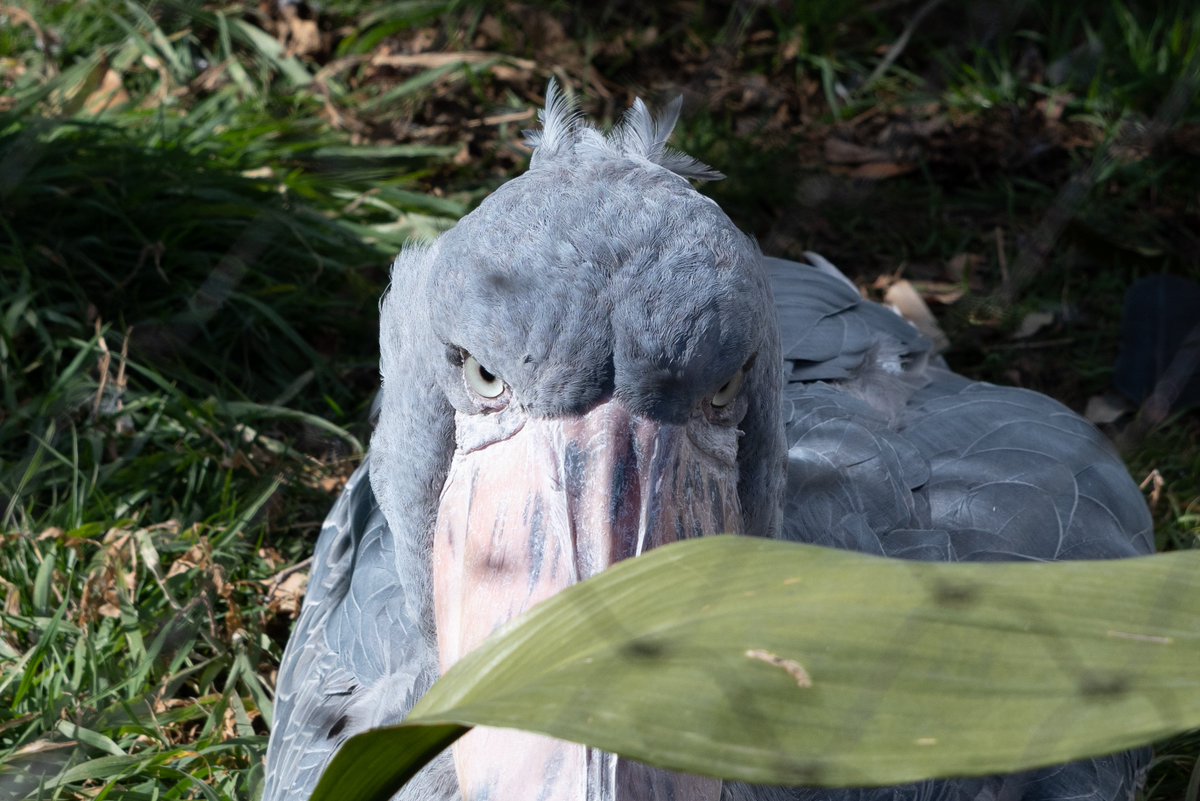 みてるだけよ در توییتر 見てはいけないものを見てしまった ハシビロコウ 上野動物園 みてるだけよ در توییتر 見てはいけないものを見てしまった ハシビロコウ 上野動物園