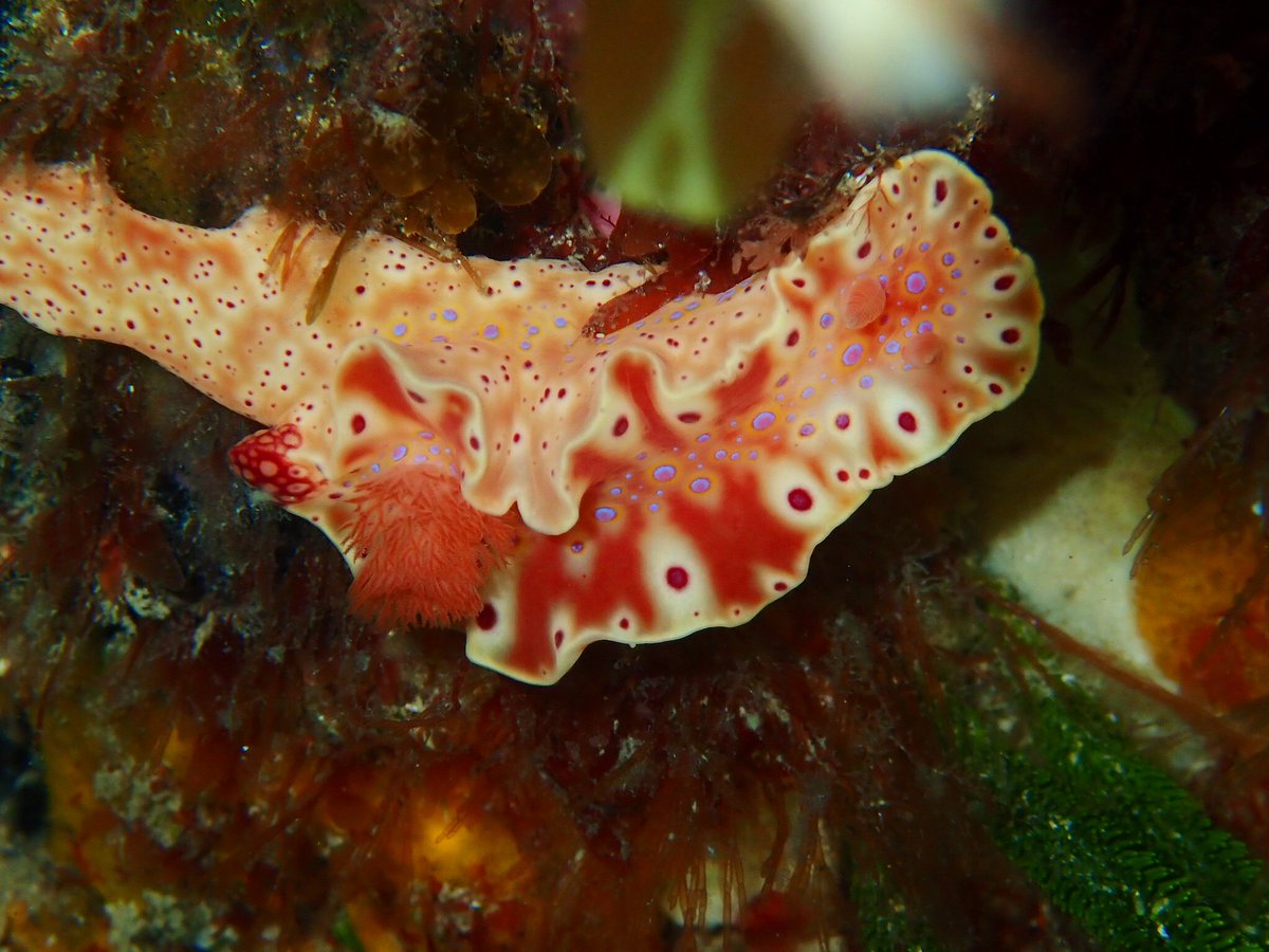 Short-tailed nudibranch