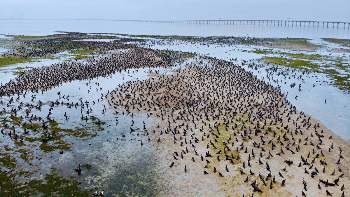 keo_group's tweet photo. Perfect harmony between the built and natural environment! KEO Architect Aldrin Marin captures some stunning images of KEO’s Headquarters in Kuwait in near proximity to vibrant flocks of migrating birds. #photography #nature #birds https://t.co/2jWEKCsrPB