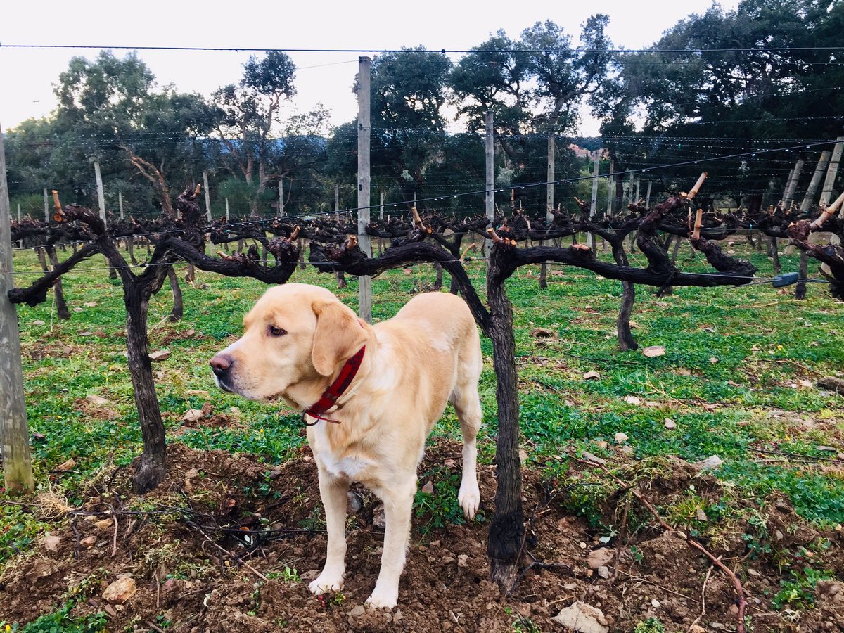 masiaserra's tweet photo. Ens agrada l’olor a terra mullada que  fa la vinya després de la pluja 🌧 🙏
A que sí Mosst? 
#masiaserra 
#mosst 
#emporda #empordawine #vinsdepaisatge https://t.co/ZENEPRiO4N