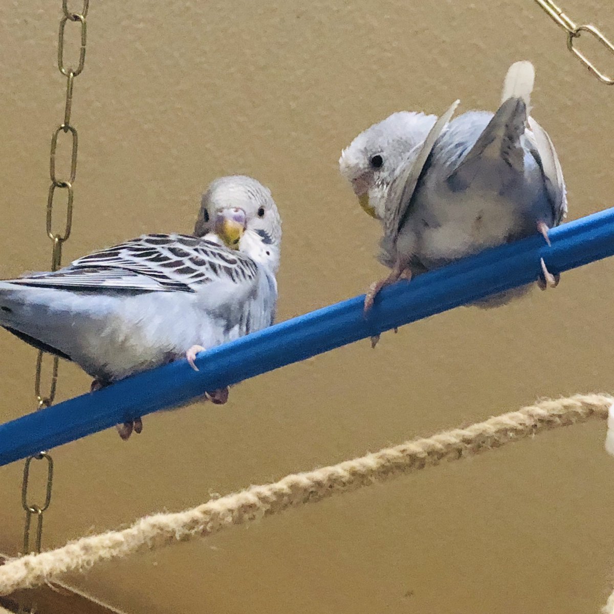 セキセイインコのおしり付箋🤣 うちのセキセイインコのおしり🍑🤣
