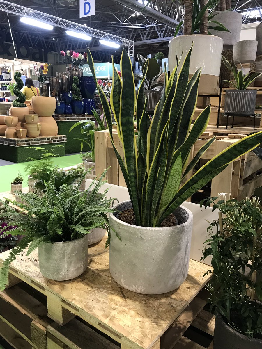 GCUpdateUK's tweet image. Beautiful pots on the @woodlodge_uk stand at #springfair2019 showing us that houseplants are still very much a trend in the garden industry