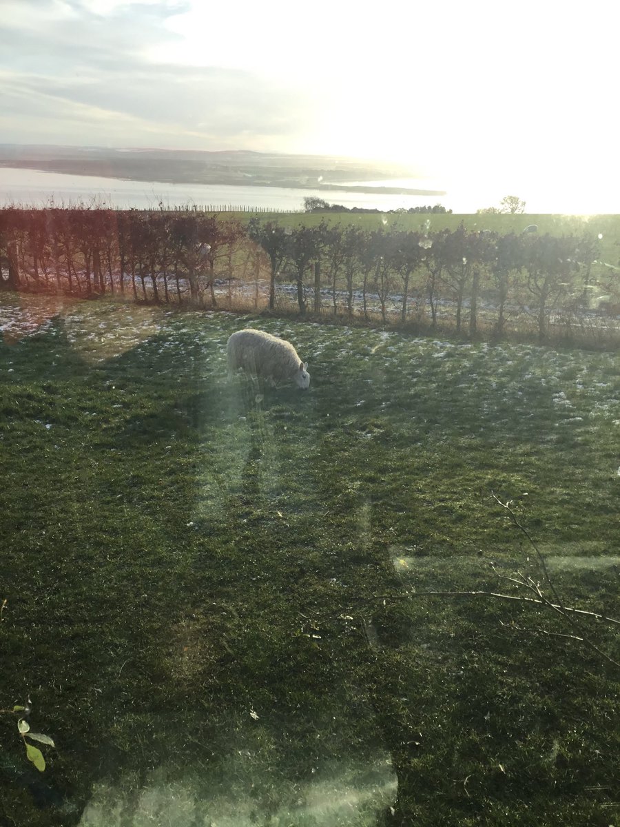 BDevlin1's tweet photo. Here they come again. Sweet grass. #grassmunchers
#walkingmowers #dailyvisitors https://t.co/IguH12hZ27
