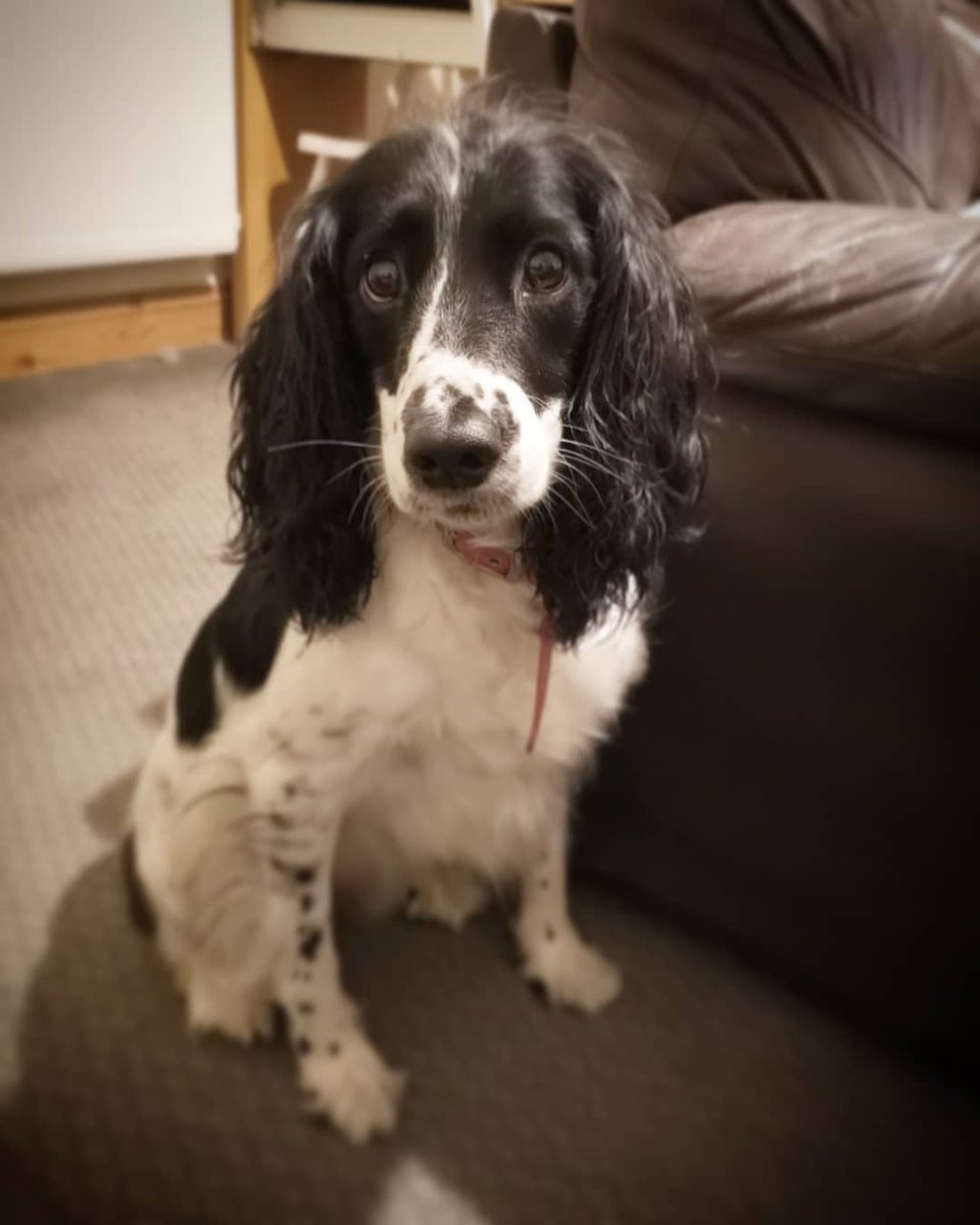 KattiiL's tweet photo. 💕💕💕💕 

#dotty #May #DottyMay #Patch #dogs #sprocker #sprockerspaniel #motheranddaughter #lovethem https://t.co/NzbmT5rtN0