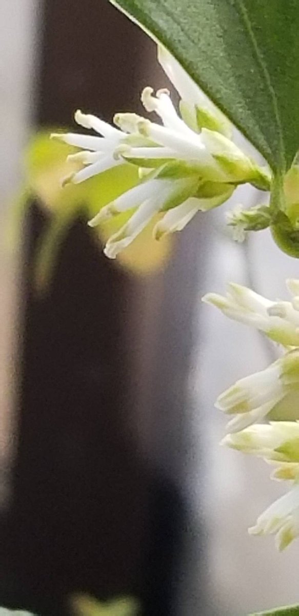 Yoko Ito Twitterren サルココッカ 果実が黒くなり 蕾だった花が咲いた 目立たない花だけど 薄らと香りがある サルココッカという面白い名はギリシャ語で 肉質の液果 という意味だそうです 花 サルココッカ Sarcococcaconfusa Yoko Ito Twitterren サルココッカ 果実が黒くなり 蕾だった花が咲いた 目立たない花だけど 薄らと香りがある サルココッカという面白い名はギリシャ語で 肉質の液果 という意味だそうです 花 サルココッカ Sarcococcaconfusa