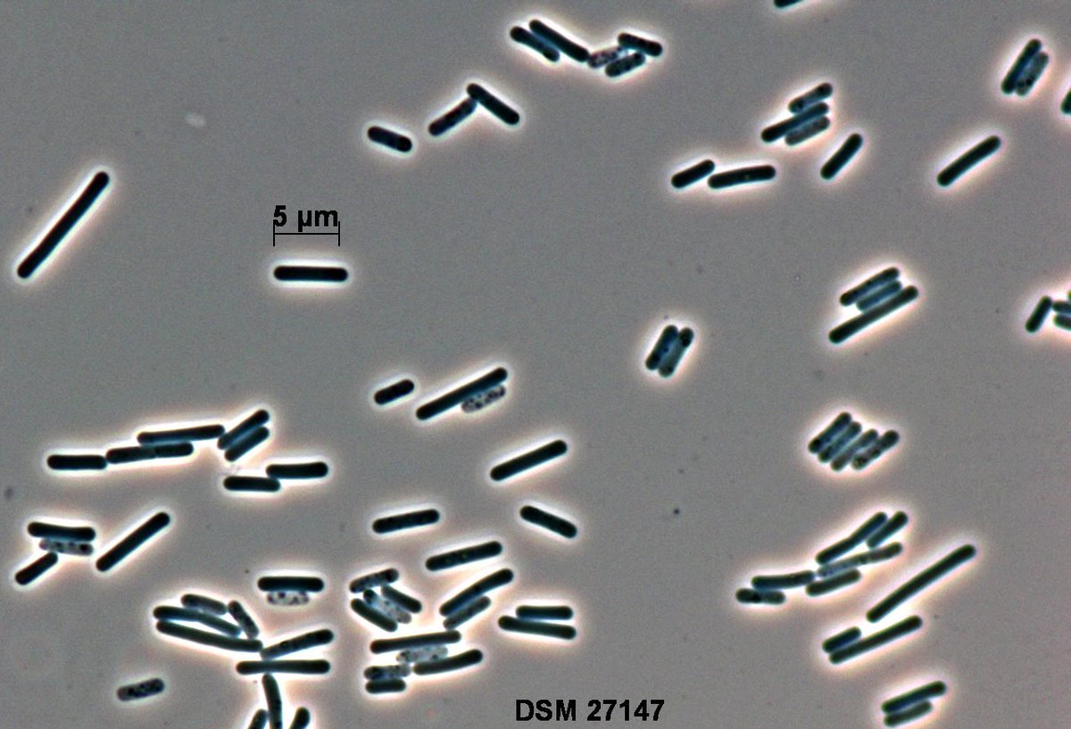 Fighting diarrhea – At the CDInfect Young Researches Meeting in Braunschweig (Germany) our scientists will discuss latest findings on their research related to Clostridioides difficile. #sciencecampusbs #Cdiff #Health