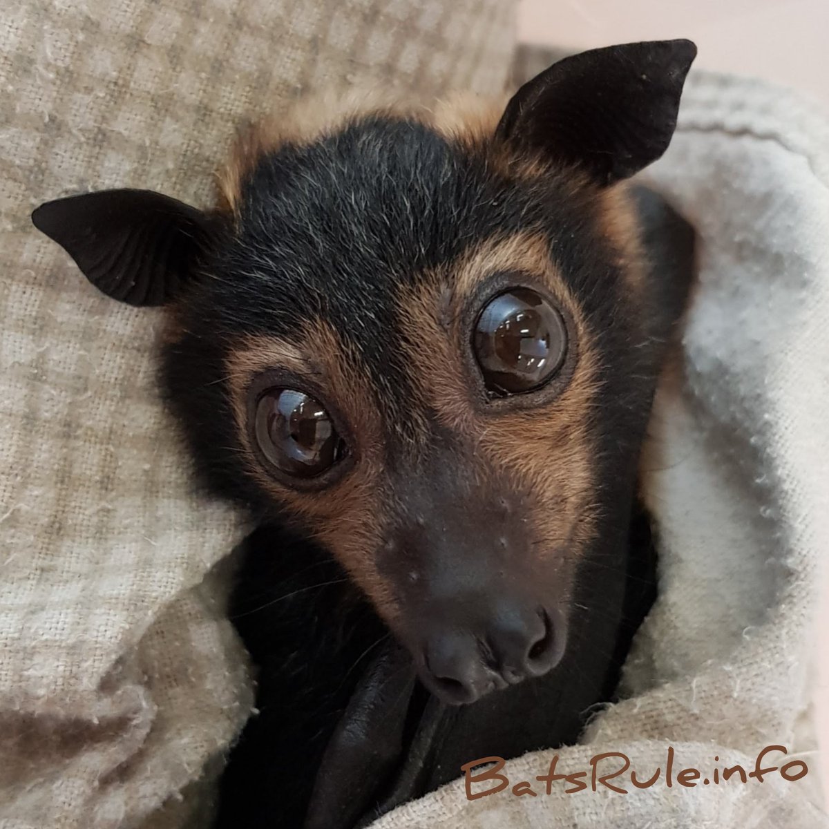 Bats_Rule's tweet photo. ^..^ #batsrule #bat #megabat #spectacled #flyingfox #fruitbat #foxbat #fledermaus #babybat #orphanbat ^..^ https://t.co/GQ53AsjfXs