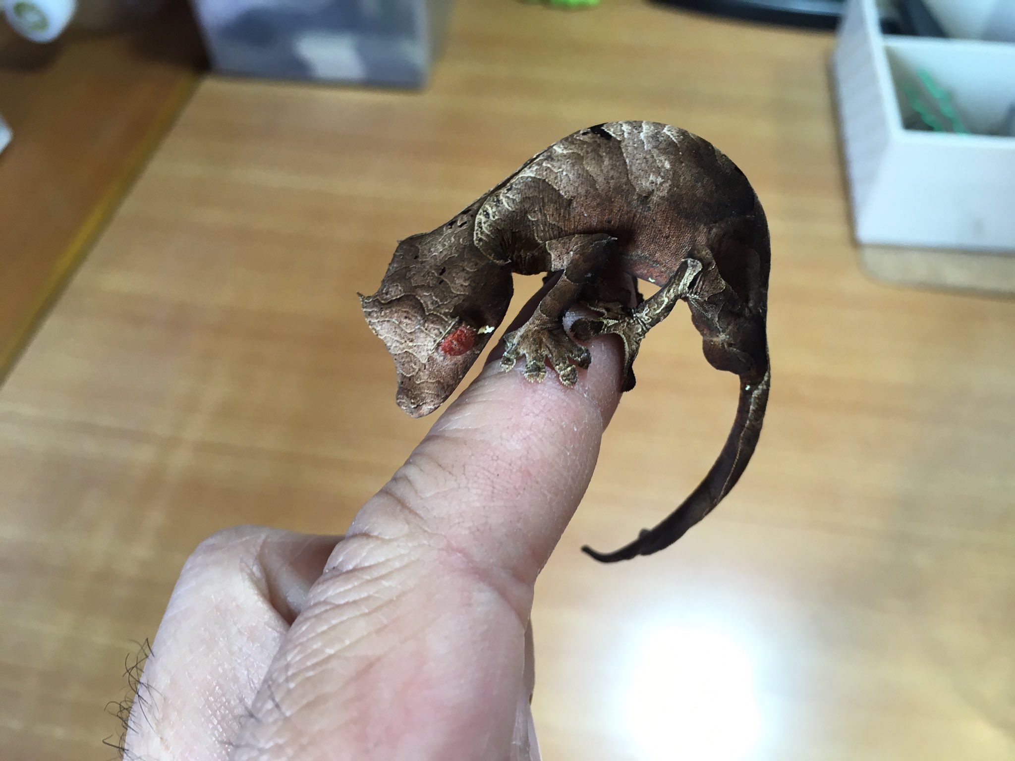 ベールゼブフォ on Twitter 