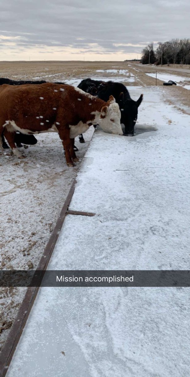 SnarkCattleTour's tweet image. #arewehavingfunyet