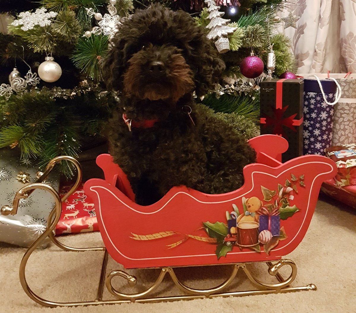 COMPETITION TIME! Ahead of National Love Your Pet Day, we want to see your best photos of your pets. Tweet us your entries and use #MulberryPetPics before 4pm on Sunday 17th bit.ly/2HPSJCe 

Here’s a starter with our Sales Manager Charlotte’s dog, Bonny! 🐶