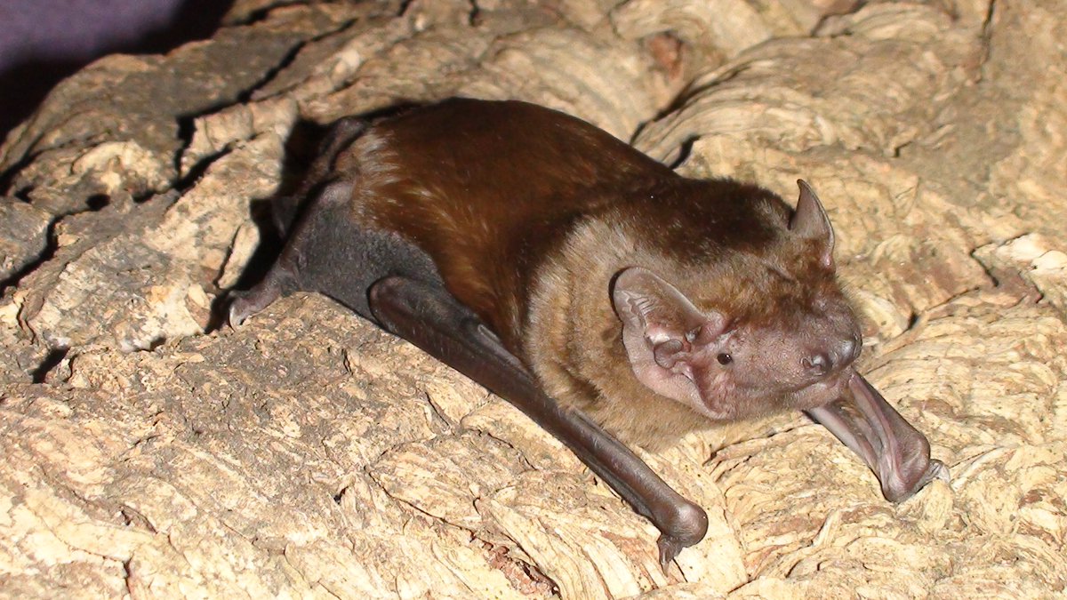 _BCT_'s tweet photo. Arborists and woodland managers - another date has been added to do our @LantraUK accredited Arboriculture and Bats - Scoping Surveys for Arborists course. Check out the dates and venues for England &amp; #Scotland  https://t.co/F0Tr17MFBL  Photo:D Hargreaves #bats #trees https://t.co/i8PixZnMU4