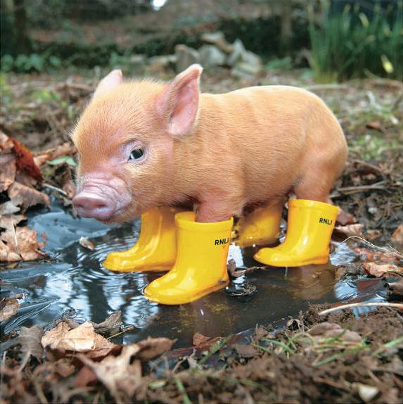 pig in wellies