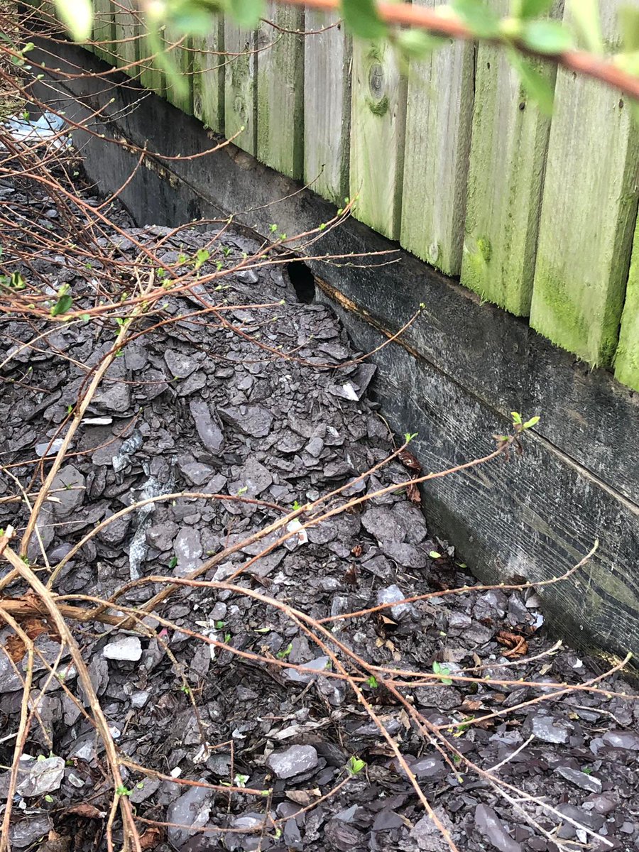 sstrikepest's tweet photo. Rats nest spotted at the back of a bin store where the bins were overflowing!

#suddenstrike #pestcontrol #rats #Cheshire https://t.co/WgMKBAeEYG