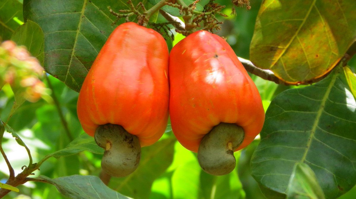 Cashewnuts_242's tweet photo. #ChezMoiAuCongo : #ANACO Première unité de manufacture et de transformation de noix brutes de cajou! Fierté #Congolaise
#Cajou #Cashew #rawnuts #Congo https://t.co/gvPw3i3RxP
