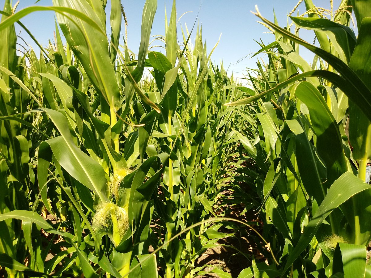 _Saraska's tweet image. Recorrida por el sur #CnelDorrego #MonteHermoso @PioneerSemillas #Maiz #P2005 #38A57 🌽🌽🌽🌽