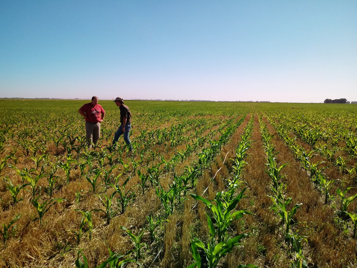 _Saraska's tweet image. Recorrida por el sur #CnelDorrego #MonteHermoso @PioneerSemillas #Maiz #P2005 #38A57 🌽🌽🌽🌽