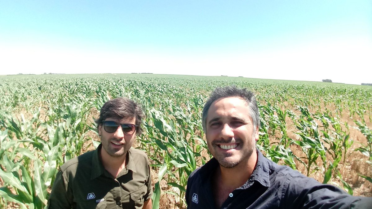 _Saraska's tweet image. Recorrida por el sur #CnelDorrego #MonteHermoso @PioneerSemillas #Maiz #P2005 #38A57 🌽🌽🌽🌽