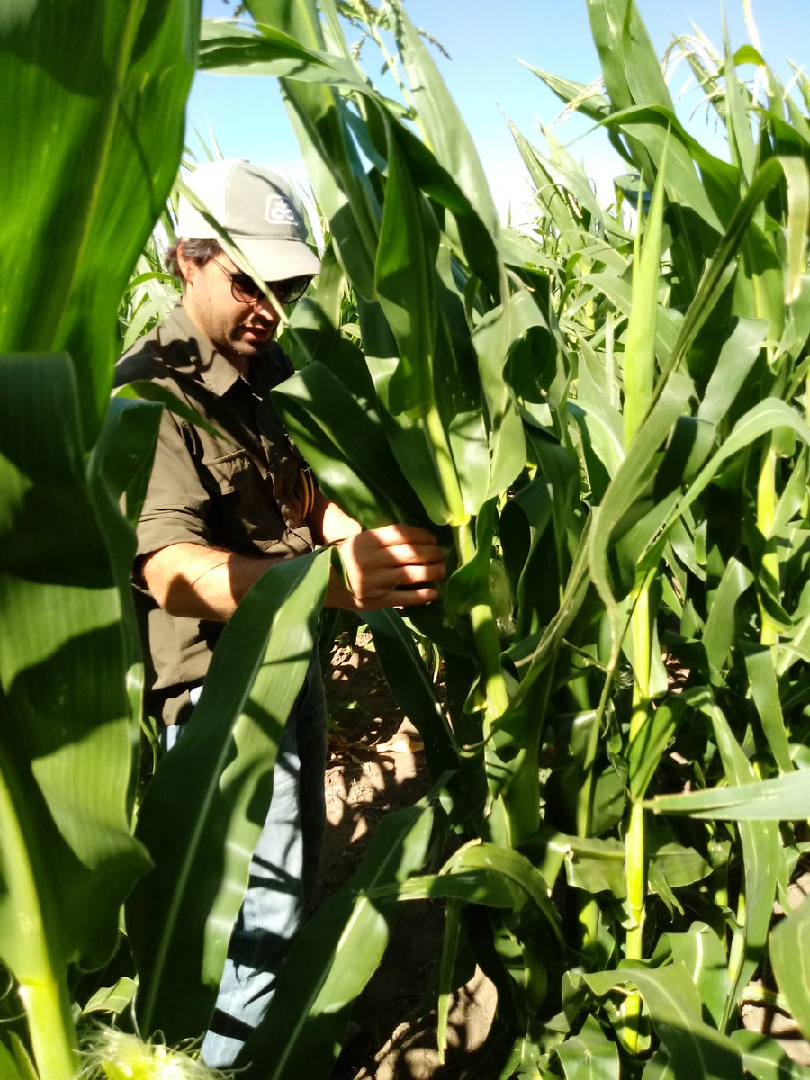 _Saraska's tweet image. Recorrida por el sur #CnelDorrego #MonteHermoso @PioneerSemillas #Maiz #P2005 #38A57 🌽🌽🌽🌽