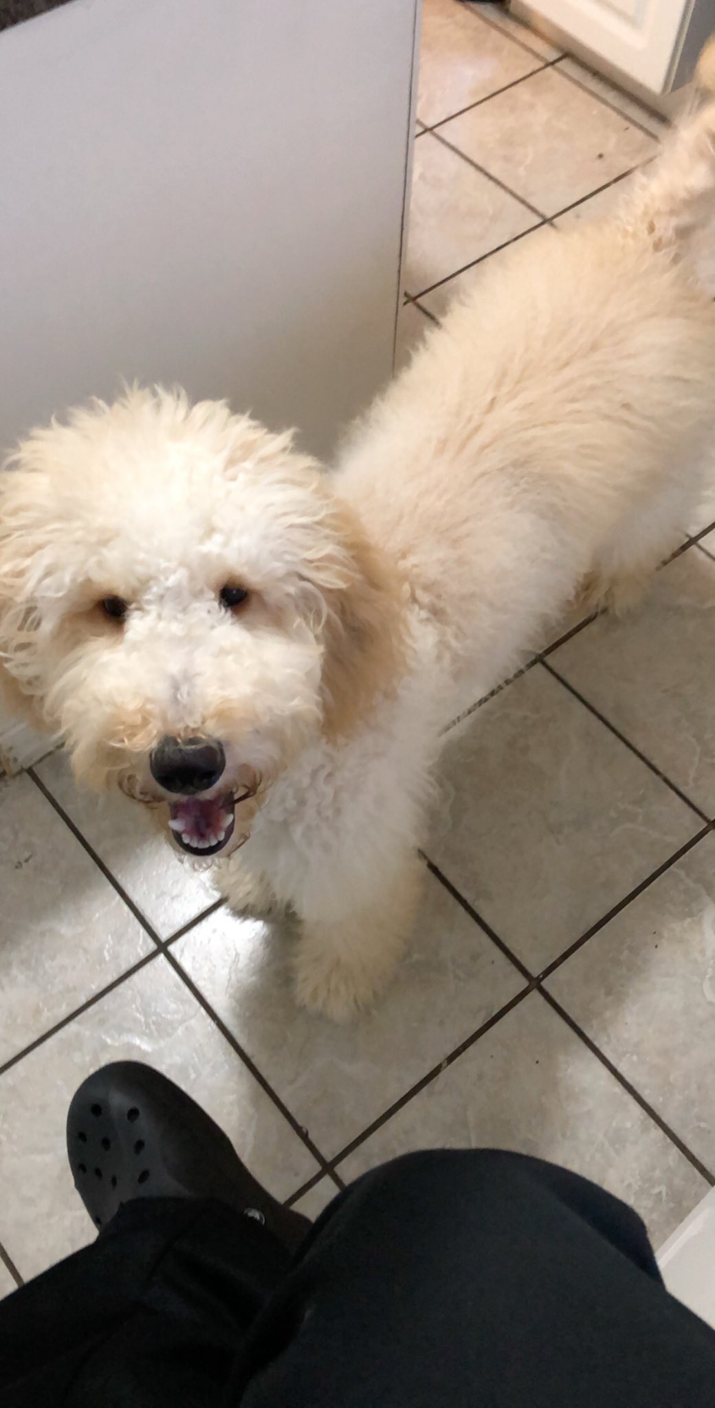 Danoodle puppies sales