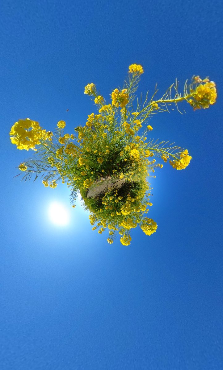 Twitter पर ひで ラグコス3 4 7 25 8 21 28 菜の花世界 多分 一番綺麗な菜の花 花だらけも 葉だらけも 花びらだらけの道も 花束も 全部綺麗 Theta 360度カメラ Ricoh 菜の花 Twitter पर ひで ラグコス3 4 7 25 8 21 28 菜の花世界 多分 一番綺麗な菜の花 花だらけも 葉だらけも 花びらだらけの道も 花束も 全部綺麗 Theta 360度カメラ Ricoh 菜の花