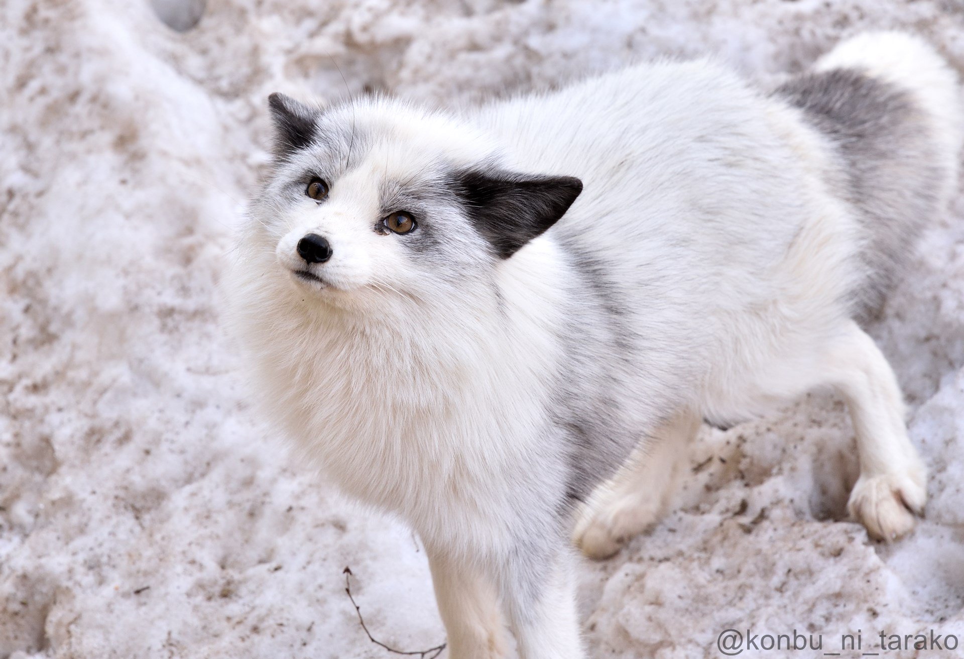 逆叉通 V Twitter そして一番人気のプラチナギツネ キツネ プラチナギツネ Fox キツネ村 蔵王キツネ村 T Co U33glohu5o Twitter