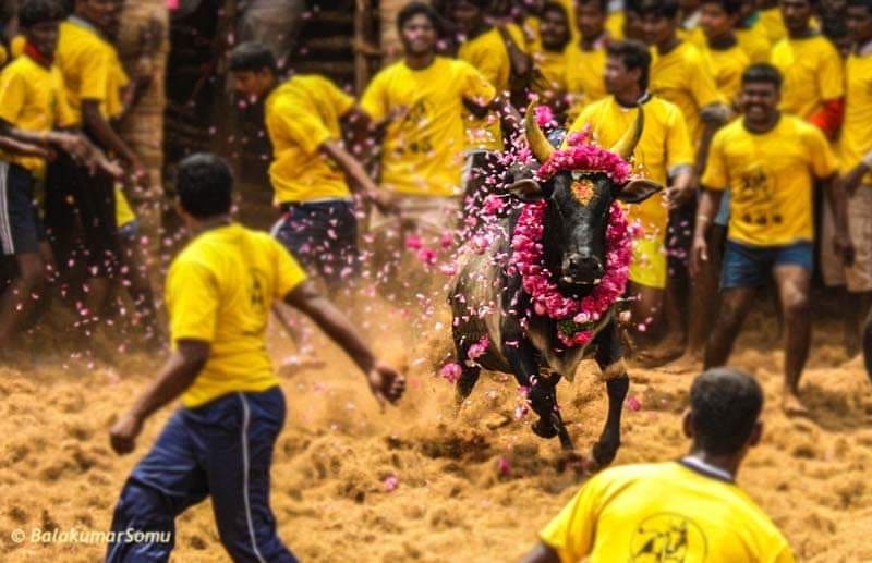 JALLIKATTUPL's tweet photo. மோதிப்பார் வீரம் தெரியும்...,
#ஜல்லிக்கட்டு #jpl #jallikattupremierleague #wesupportjallikattu #weneedjallikattu #madu #breed #TamilNadu #Tamil #LookBeyond #savebull #jallikattu #MotherNature #brave #tradional #sport #indian #AnimalWelfare https://t.co/LzyCJjzI3X