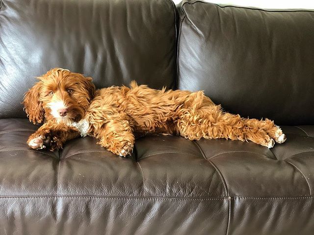 PupCharlotte's tweet photo. Draw me like one of your French girls #puppymodel #dontsinkmyshipthough #titanic .
.
.
#alwaysposing #sprawling #couch #doodle #labradoodle #puppy #doodlesofinstagram #dogsofinstagram #sanfrancisco #dogsofsanfrancisco #cutestpuppy #labradoodlelife #labrโฆ https://t.co/RIHd0i5SFo https://t.co/Ak1Q9jbXOR