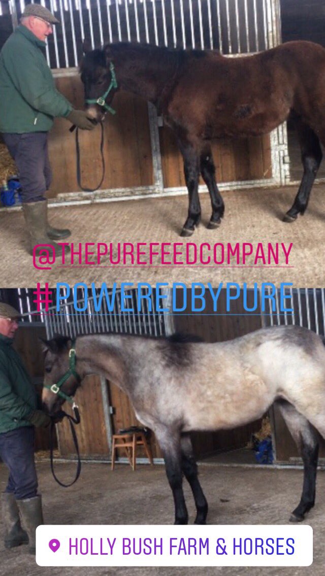 LizzieBlamire's tweet photo. #connemara #yearlings #colt #filly #poweredbypure #puretalent Barrowby Bessie Bowe Holly Bush Farm Tadhgs Promise #hollybushfarm #cumbria @PureFeed #moodymaresequestrian #clubcavalloitaliauk @ClubCavalloIta https://t.co/7qvaJekNc1