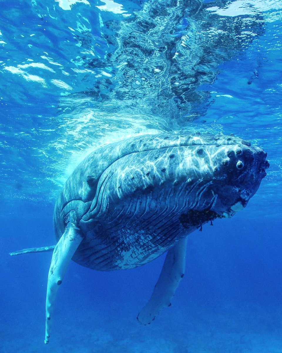 TCITourism's tweet photo. Well hello beautiful😍🐋
📸@bigbluecollective     
🌴For more information on the 'Beautiful By Nature' Turks and Caicos Islands visit https://t.co/6UxFXzO9Vy🌴
#TurksAndCaicos #TCI #HumpbackWhales #SisterIslands #CrystalClear#BlueSeas #Wanderlust  #Paradise #WhyILoveTCI https://t.co/nM56kDydZ2