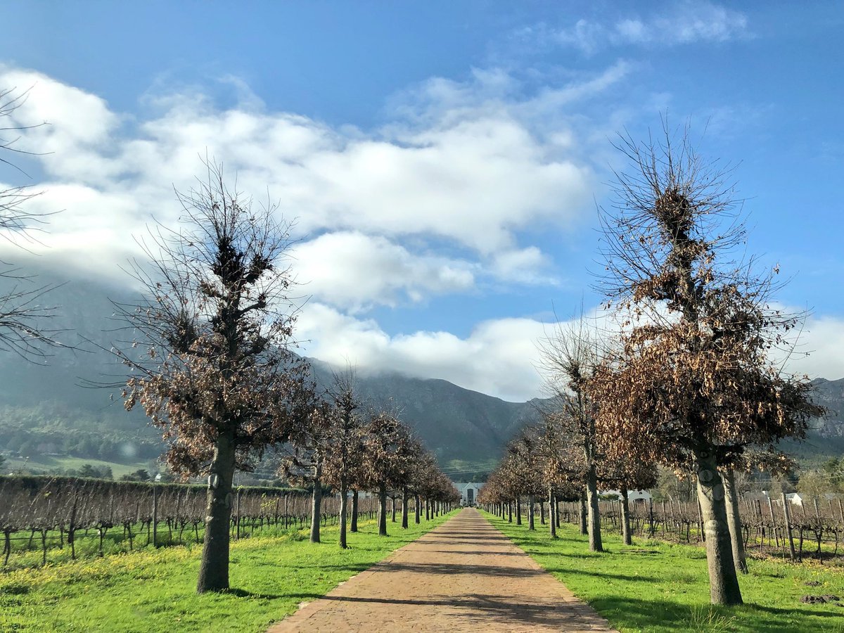 #SAwineshowcase tweet media