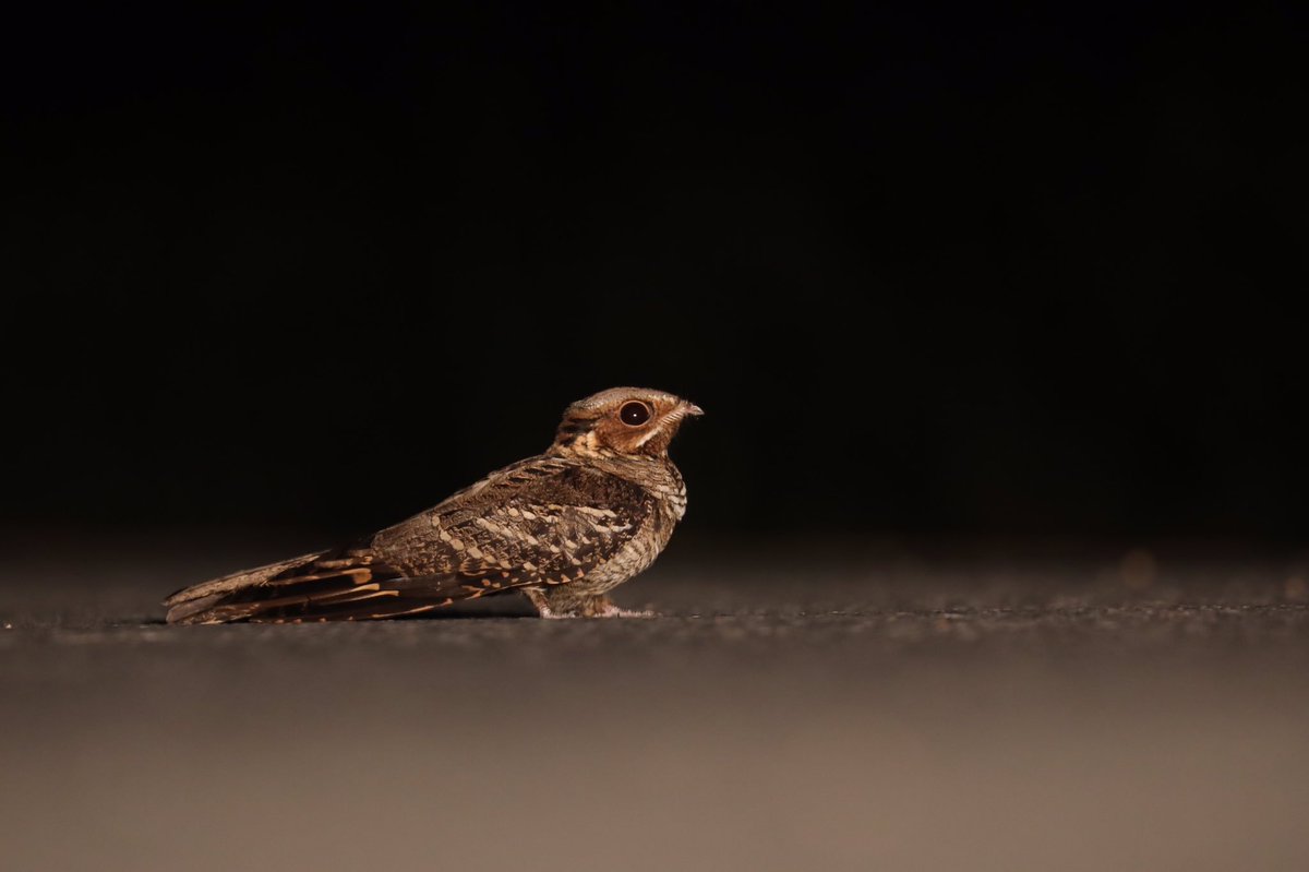 オビロヨタカ/Large-tailed Nightjar

ないじゃー。宿の周りにも何羽かいた。ハイドからの帰り道、夕暮れの道路のど真ん中に一羽がぼてっと落ちててドライバーも慌ててブレーキ。
車から降りてしばし観察することができた。