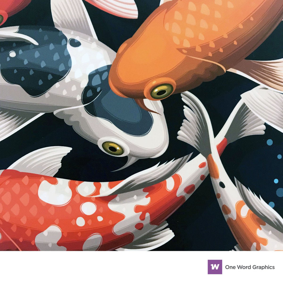 Koi Carp design printed on self-adhesive vinyl and applied to a 3mm Aluminium Composite Panel. #print #panel #artwork #digitalart #vector #vectorart #koi #koifishtattoo 
#koifish #fishart #printhouse #illustrator #solvent #cmyk #sharp