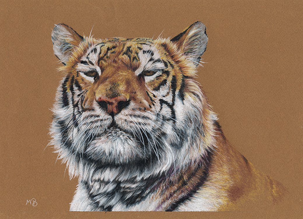 aaa_animal's tweet photo. One of our Spring exhibition entries is by member Martin Buffery and titled 'Snooty Tiger'. Big cats are always popular at our shows but we are the only animal art association to celebrate ALL forms of animal life! #animalart #artforsale #artexhibition #animals #animalsartcoming https://t.co/HqanREUSuR