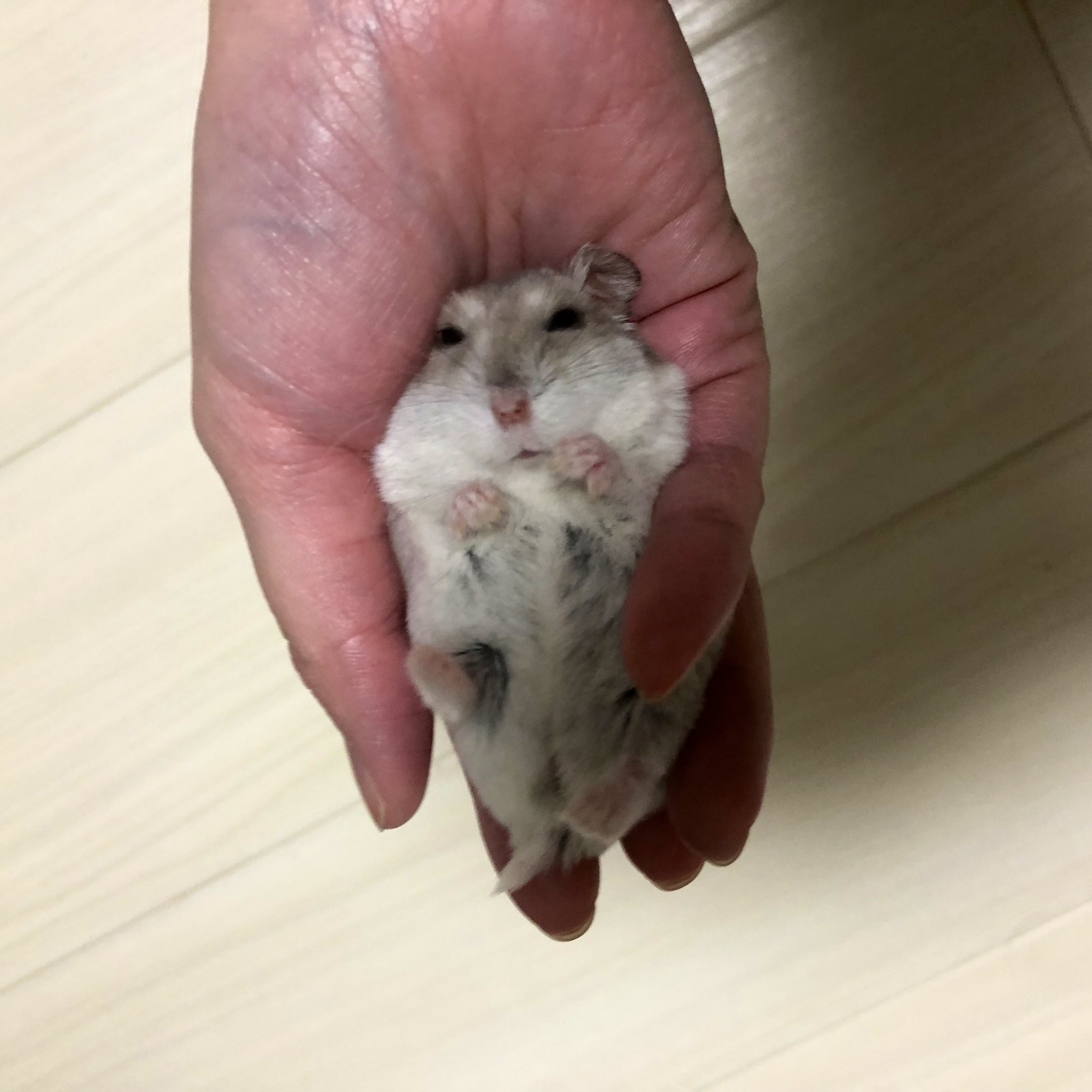 ハムスターのおもち No Twitter あ 赤ちゃん ハムスター 手がかわいい ハムスターのおもち No Twitter あ 赤ちゃん ハムスター 手がかわいい