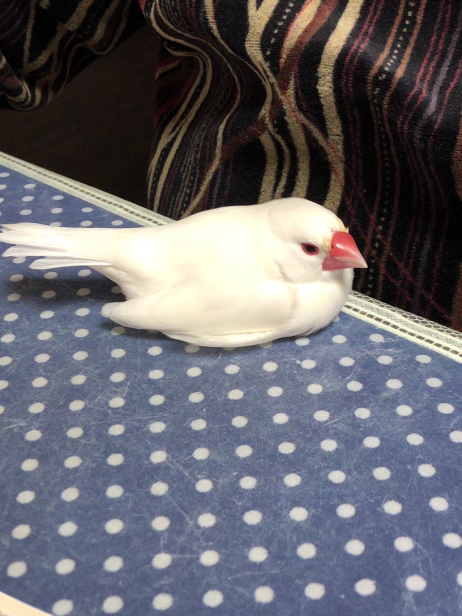 超熟 ぺったんこ Buncho Bird 文鳥 白文鳥 可愛い かわいい ふわふわ もふもふ