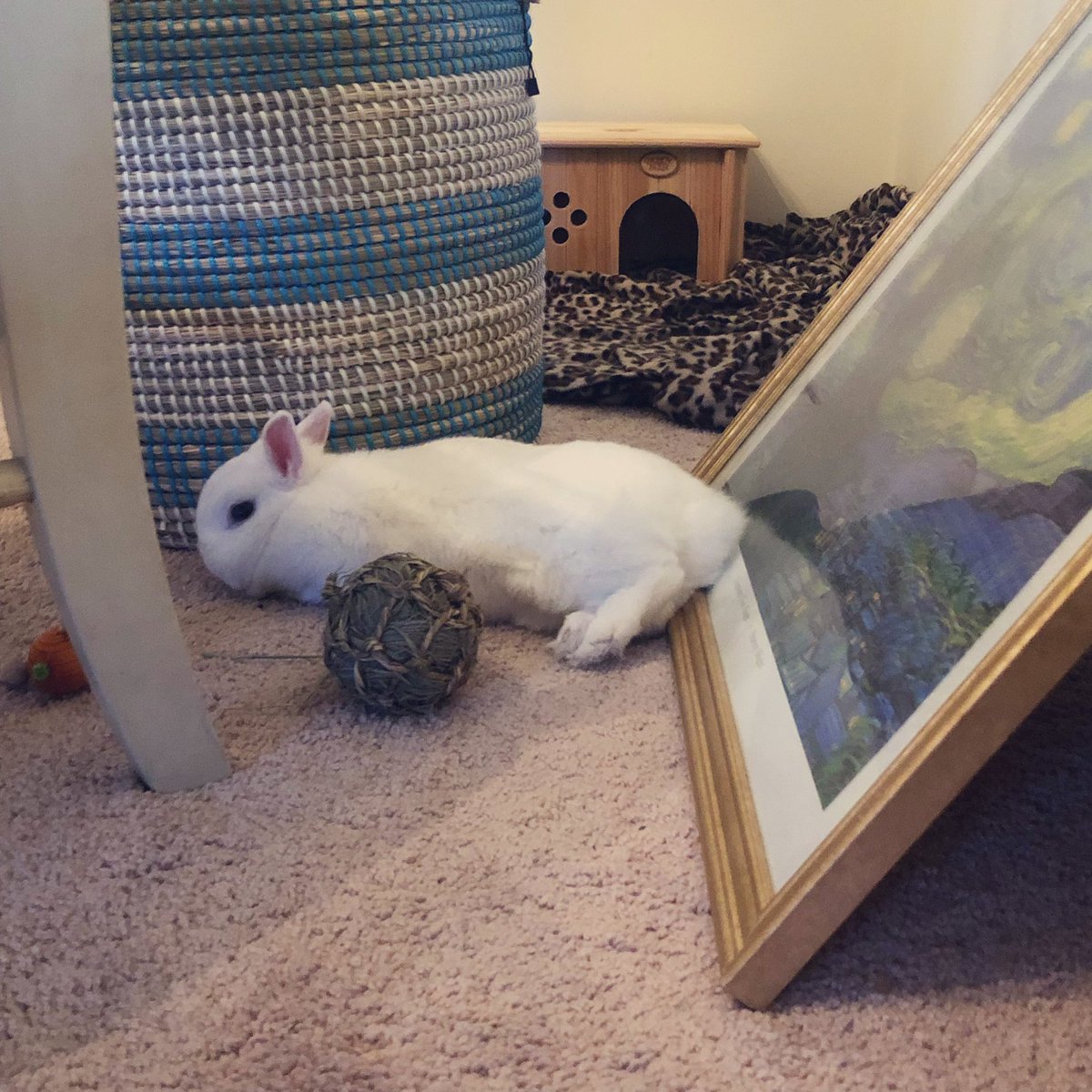MagicZeBunny's tweet photo. Aggressively chewing Hoomโs basket has made me so exhausted! Also- see that framed painting? I got very upset when it was moved, so now itโs a permanent fixture #JustForMe #QueenMagic #ImInCharge โจ๐ https://t.co/kjR218gIV7