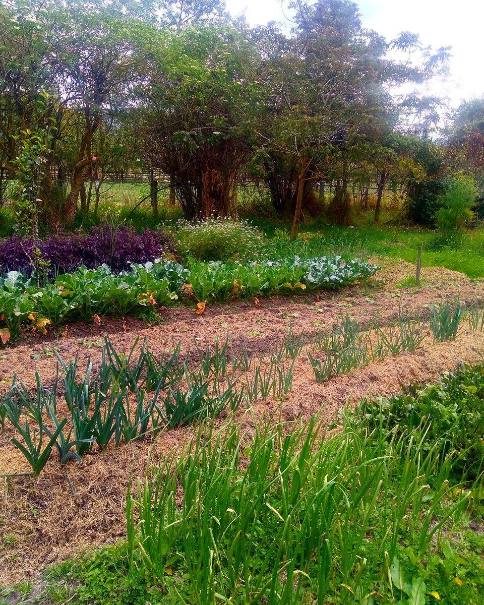 Conoce nuestra oferta semanal de alimentos Agroecológicos a Domicilio 🥗🍯🍅☕
Arma tu canasta y recibela el viernes en Bogotá
ow.ly/Xf5Gx 
#Bogota #mercadosadomicilio
#agroecologia 🌱 Cerramos solicitudes los jueves a las 9am