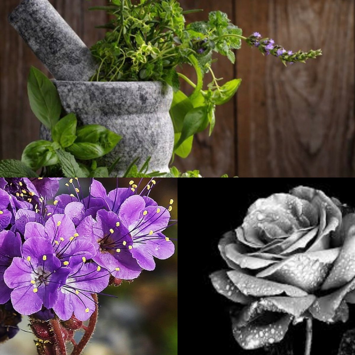 Botanical day here at Bella! 💕💕💕🍸🍸🍸😍😍😍