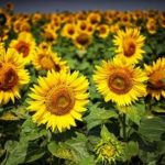 towerham's tweet image. My Teas From Garden-Grown Herbs?

If you love drinking herbal tea, you may consider making your own herbal tea using the common herbs that are availa ..

ultimatesuperfoods.org/my-teas-garden…