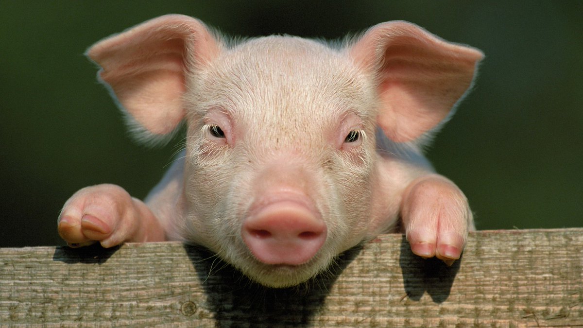heatonmount's tweet photo. Happy #ChineseNewYear #YearOfThePig https://t.co/8PqUolOr7z