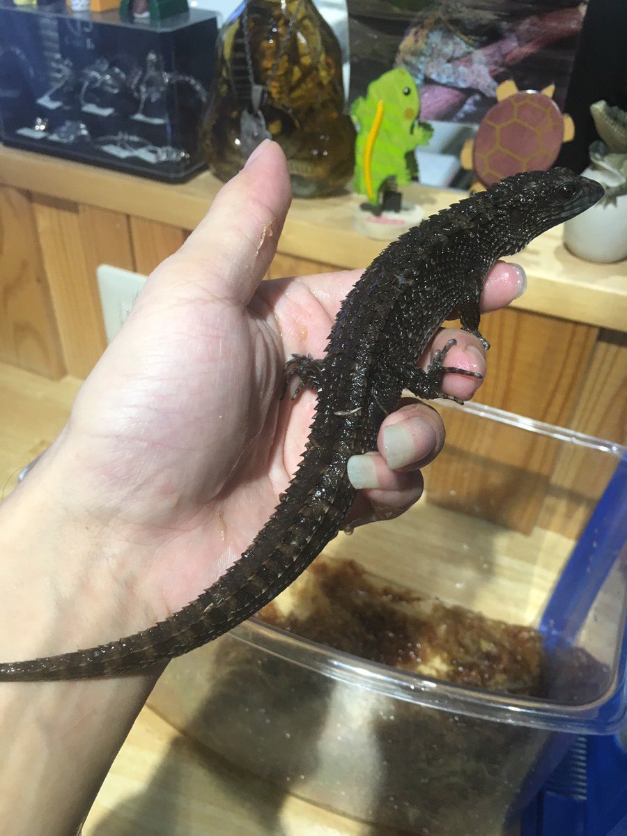 はちゅカフェ 爬虫類カフェ בטוויטר お客様が連れてきてくださいました オニヒラオミズトカゲ 別名 クロコダイルスキンク です ごつごつした体の表面がワニのようでカッコイイ 小さめのトカゲですが 存在感は充分です 大切な マイはちゅに 会わせて