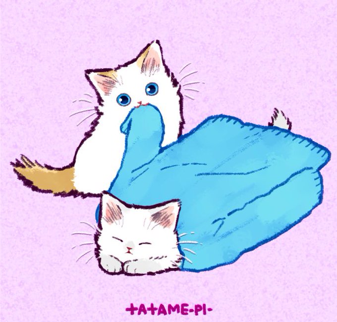 「青い眼 白い猫」のTwitter画像/イラスト(古い順)