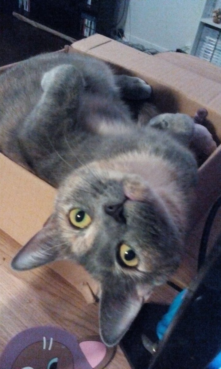 TinyDellaBean's tweet photo. I'm not upside down. YOU ARE!!

#catsoftwitter https://t.co/kDbelhAYtn