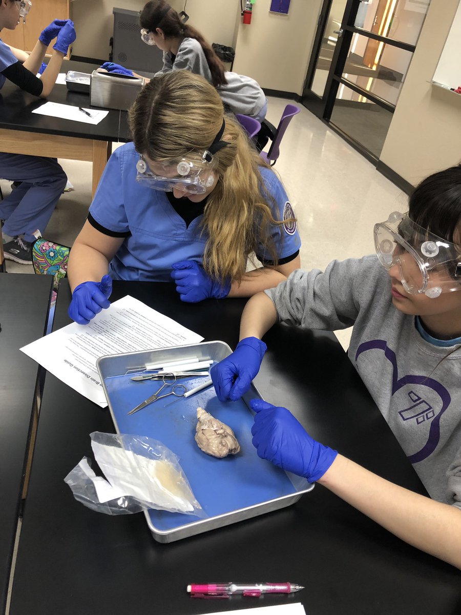 ftprenursing's tweet photo. Anatomy students wrapped up the nervous system unit with the much anticipated sheep brain dissection! https://t.co/bzYgvl72tw