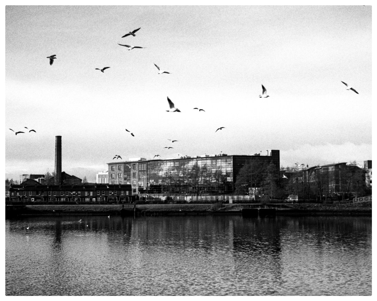 Birds <a href="/ILFORDPhoto/">ILFORD PHOTO</a> #ilfordhp5 #ilfordfilm #perceptol #filmphotography #filmphoto #filmphotographic #believeinfilm #belfast #riverlagan #NorthernIreland #ishootfilm