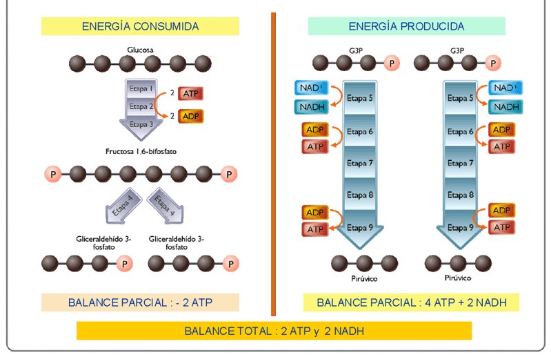isalopezcastro's tweet photo. La glucólisis es el conjunto de reacciones anaerobias que ocurren en el hialoplasma celular que degradan la glucosa (6C), transformándola en dos moléculas de ácido pirúvico (3C) y dos moléculas de ATP. #BIO2 https://t.co/s4qSqEaWQW