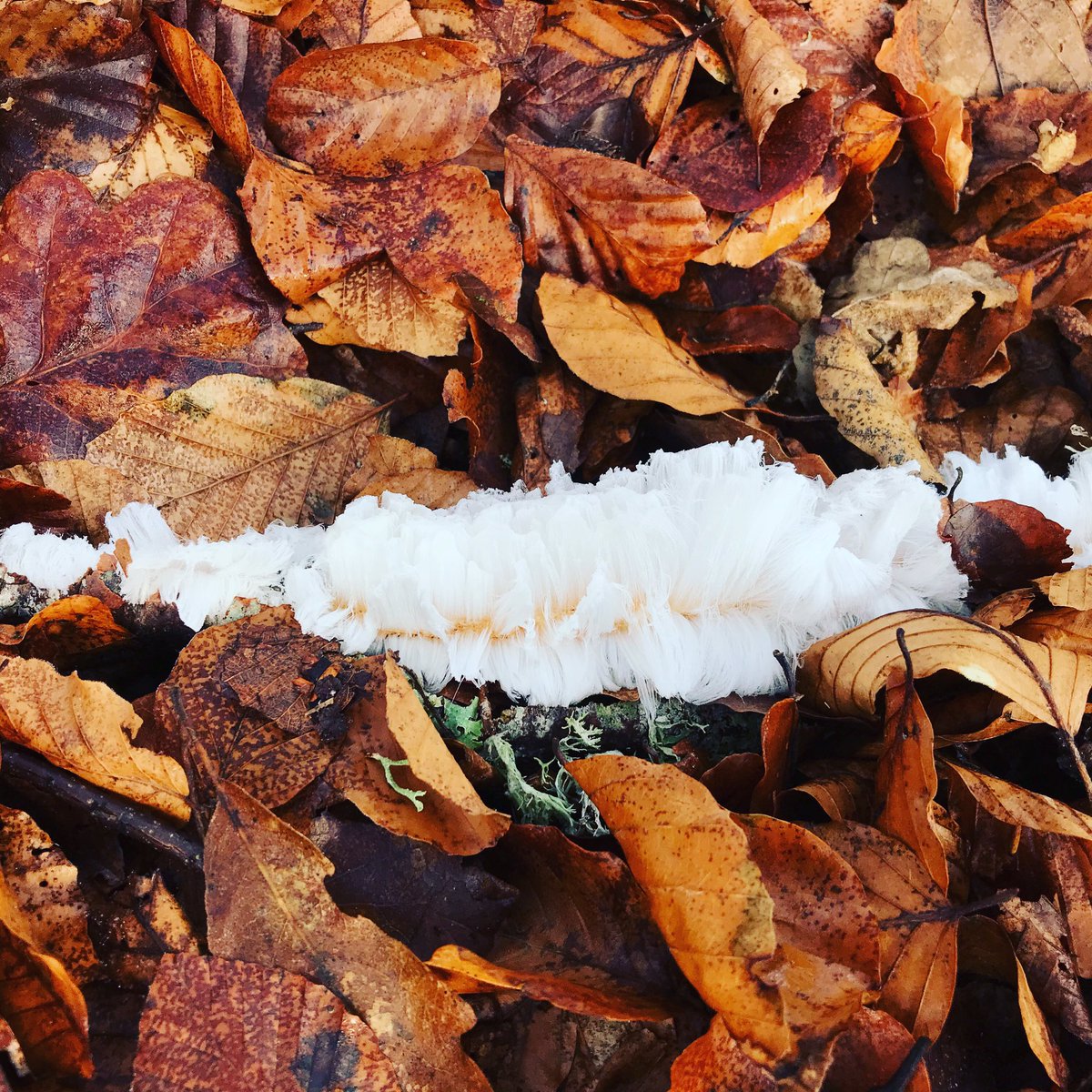 PinewoodStead's tweet photo. Apparently this is rather rare? Ice Hair. Formed when the temperature is between 0.2 and 0.4 degrees centigrade, air is humid, and a specific fungi is there to act as a catalyst. Truly amazing #icehair #rarenature @VisitScotland @visitnessie https://t.co/ZgYrZwO9KL
