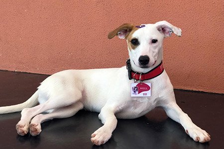 webdiario's tweet photo. Cães de rua são adotados e ganham até crachá no Sesi
#osasco #sesi #ganham #animais #webdario #diariodaregiao https://t.co/e4U5cZfsX4