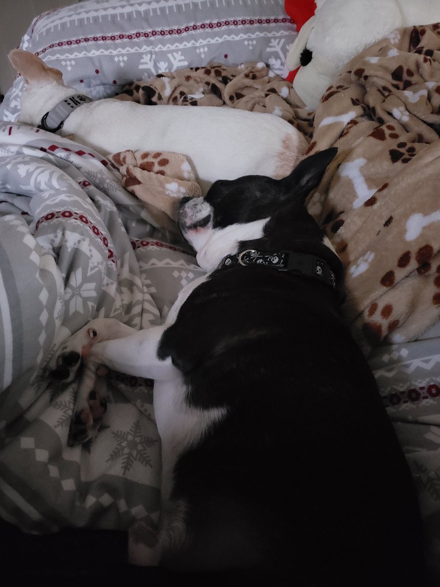 UponACrime's tweet photo. This is where my legs are supposed to be. #dogtakeover #getoffmyside #puppypile https://t.co/kCLi8KfzUo
