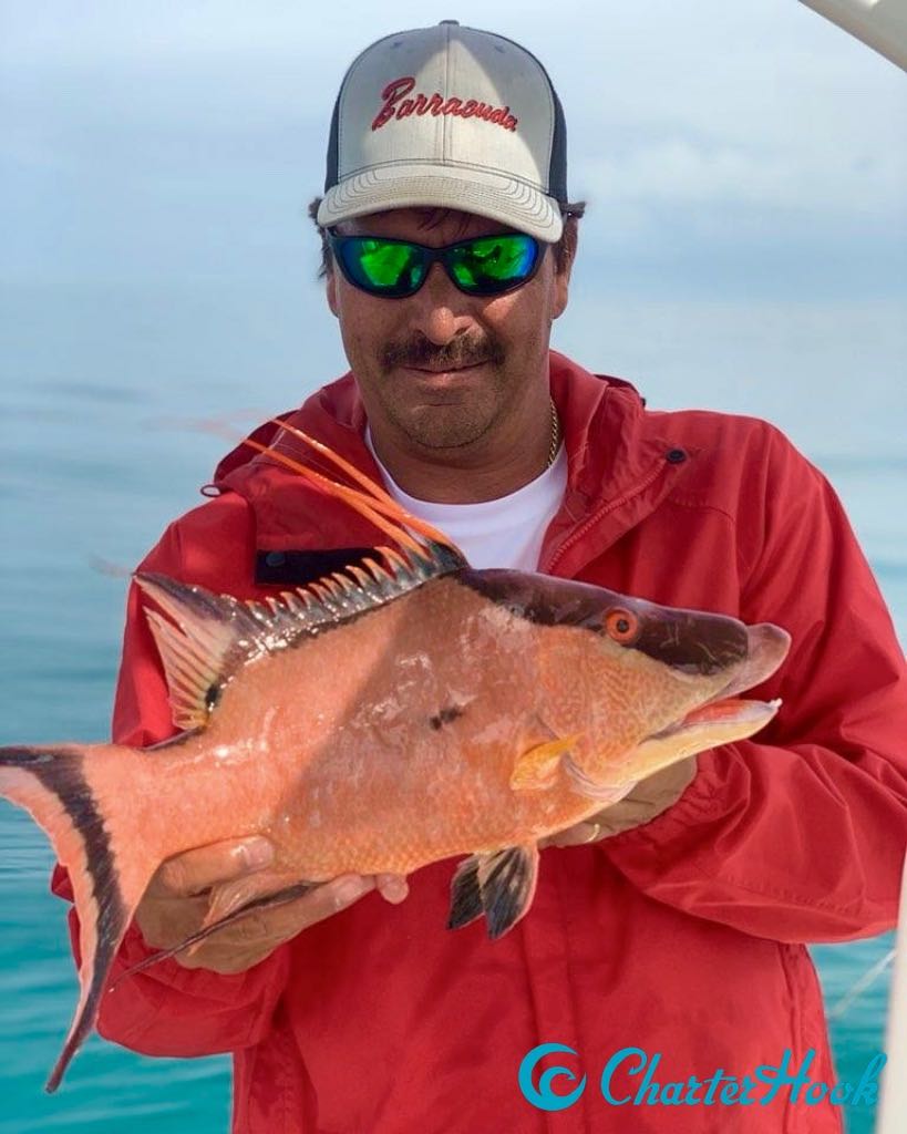 CharterHook's tweet image. St Petersburg, FL - February is Hogfish Time
Report with Captain Robert Hansen
🎣 bit.ly/hansen02022019
BOOK ONLINE 
👉 charterhook.com

#charterhook #stpetersburg #storymakerfishing #hogfish #visitflorida #charterfishing #poweredbycaptains